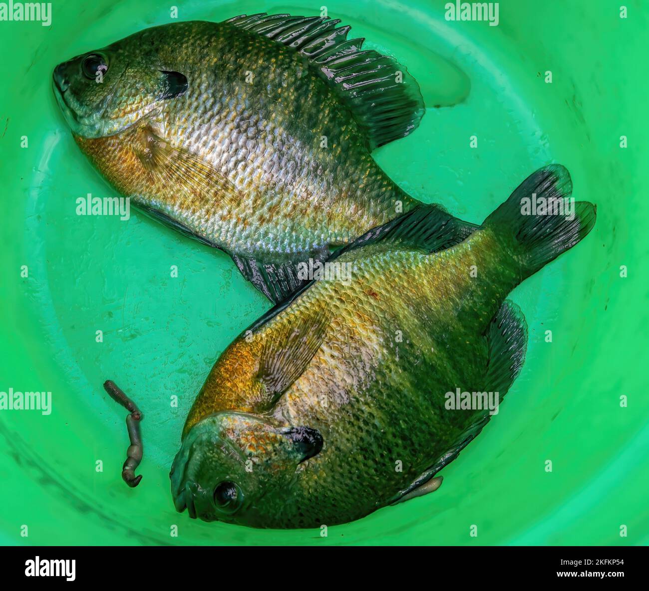 Two bluegill sunfish, a fisherman's catch, in a green pail with a