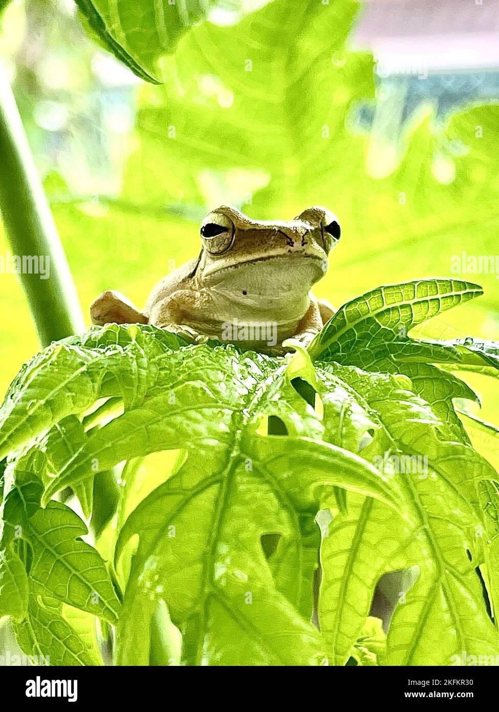 A vertical closeup of a coldblooded frog sitting at the top of a