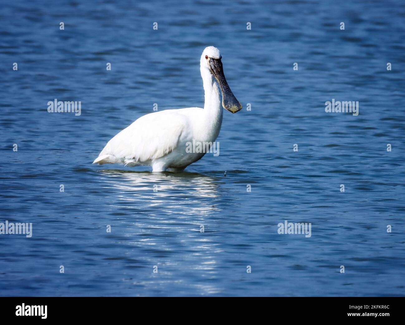 Beautiful, white, spoonbill standing in river water. Eurasian spoonbill or Common spoonbill closeup. Platalea leucorodia. wading bird. waterbird. Stock Photo