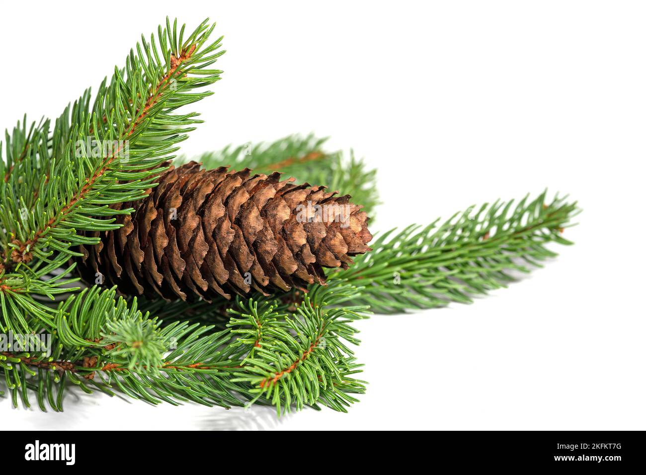 Spruce branch and spruce cones against white background Stock Photo