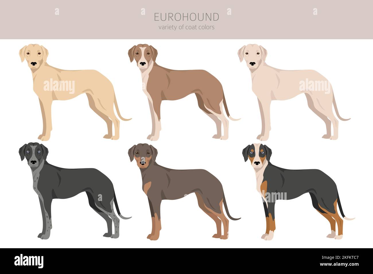 Eurohound clipart. Different coat colors set. Vector illustration Stock ...