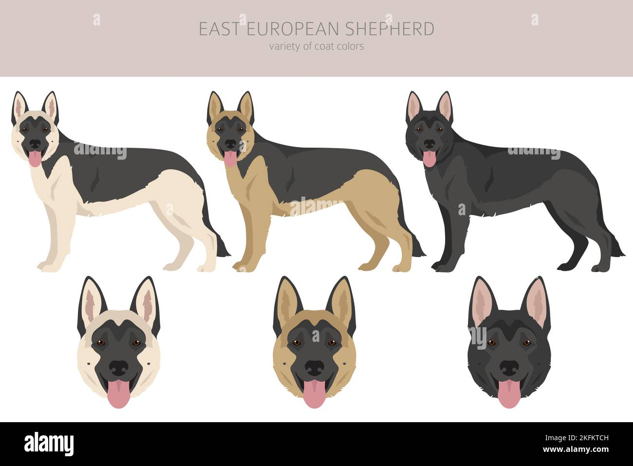 East european shepherd clipart. Different coat colors set.  Vector illustration Stock Vector