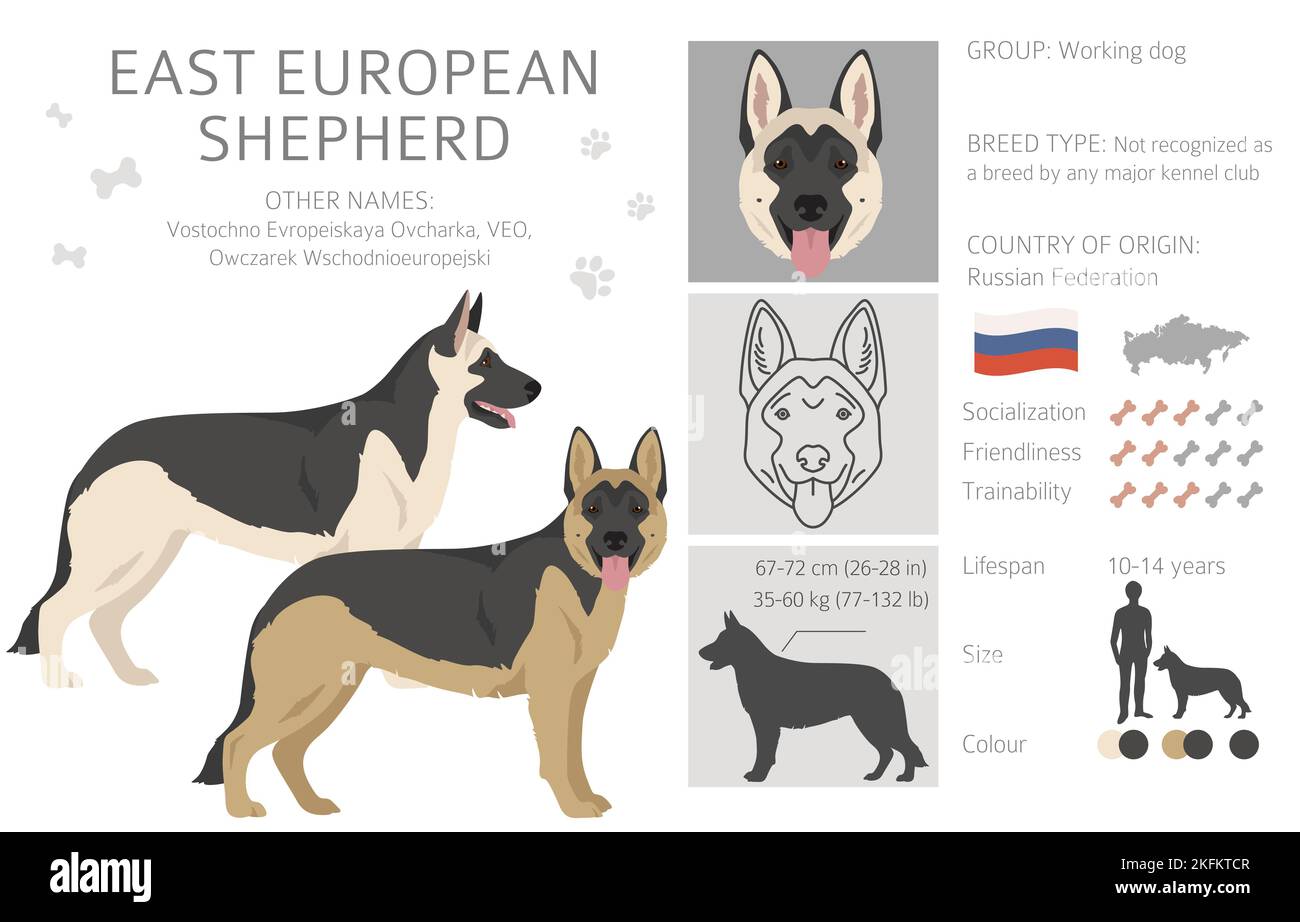 East european shepherd clipart. Different coat colors set.  Vector illustration Stock Vector