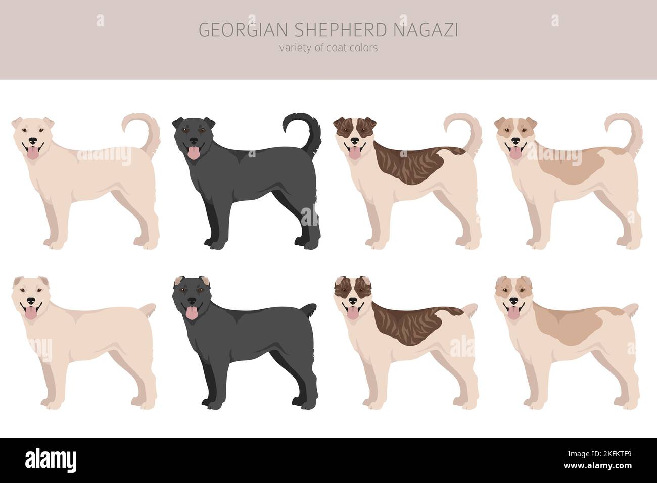 Georgian Shepherd Nagazi clipart. Different coat colors set.  Vector illustration Stock Vector