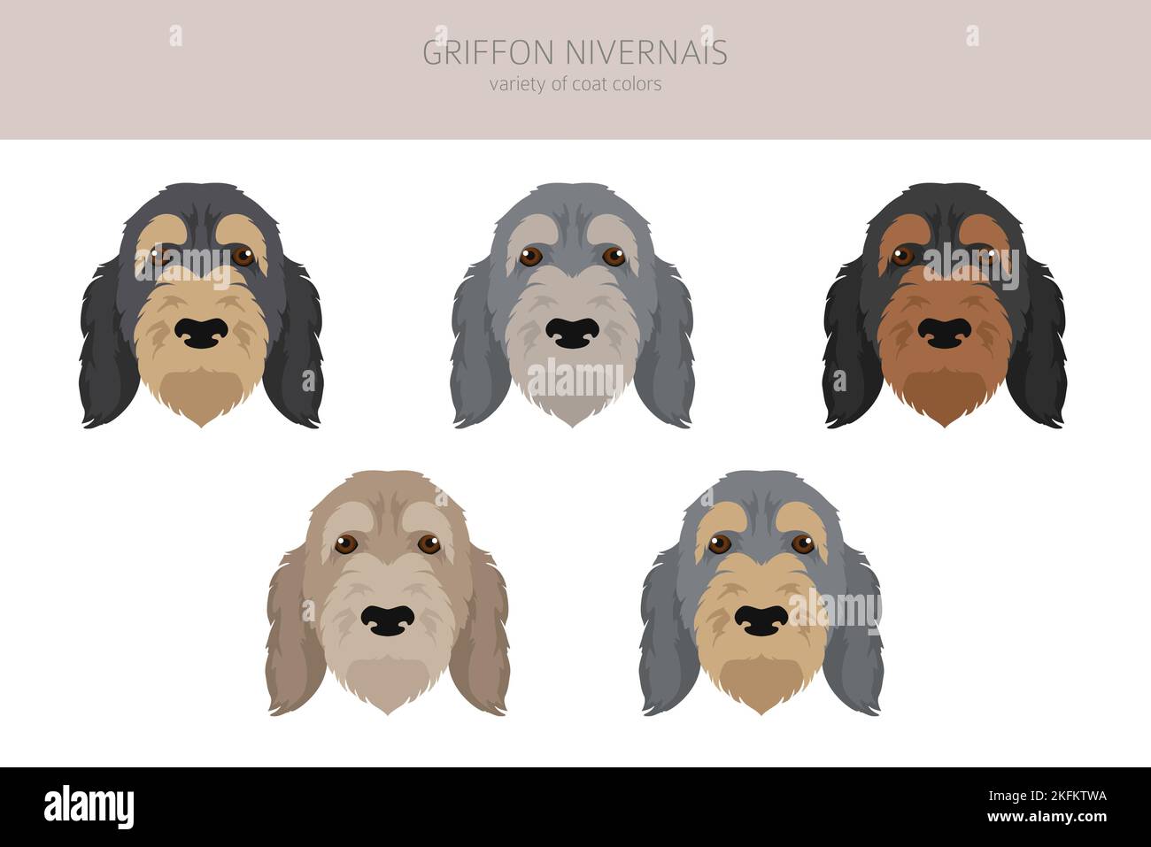 Griffon Nivernais clipart. Different coat colors set.  Vector illustration Stock Vector