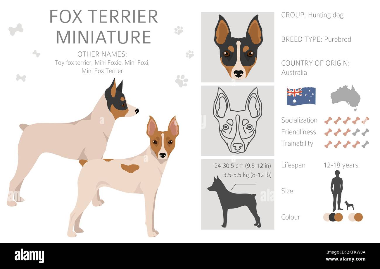 Fox Terrier Miniature Clipart Different Coat Colors Set Vector Fox Terrier Miniature Clipart Different Coat Colors Set Vector