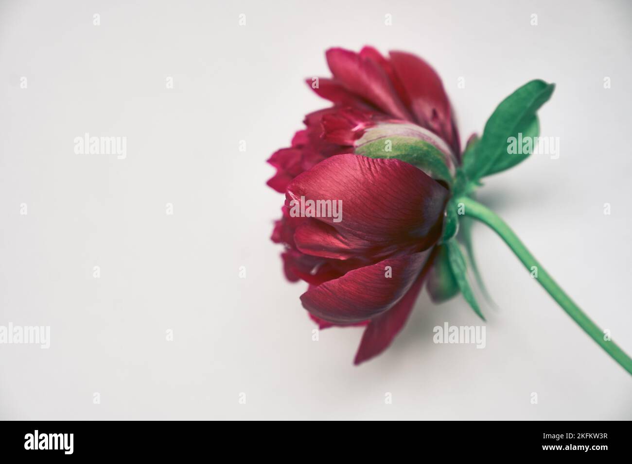 Close-up of one dark red peony flower, on a gray background. With a space to copy. Design for your product. High quality photo Stock Photo