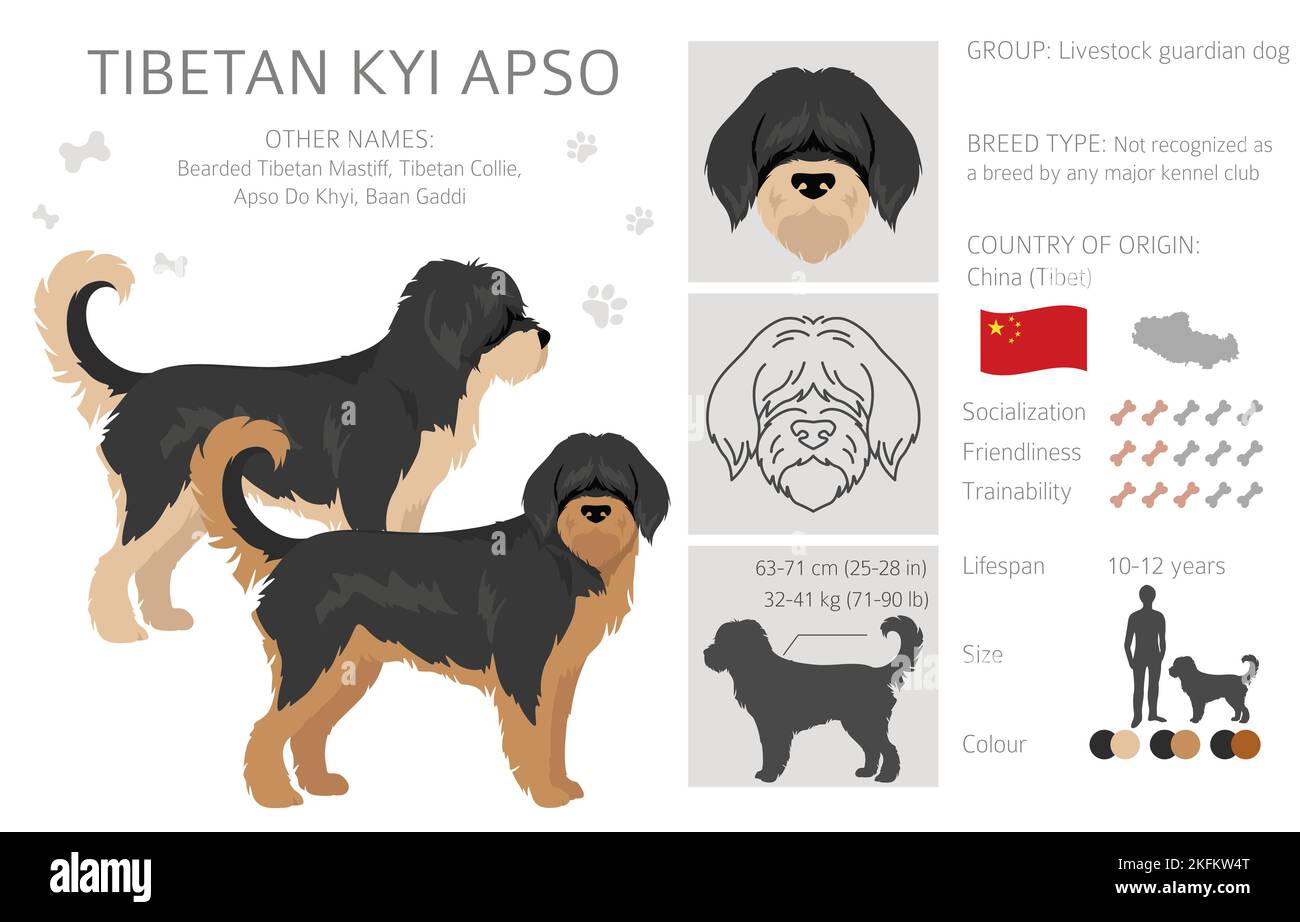 Tibetan Kyi Apso clipart. Different poses, coat colors set.  Vector illustration Stock Vector