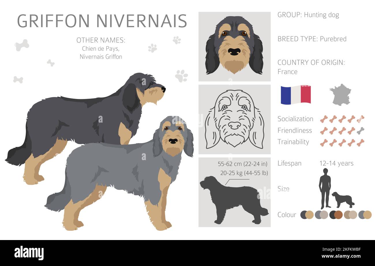 Griffon Nivernais clipart. Different coat colors set.  Vector illustration Stock Vector