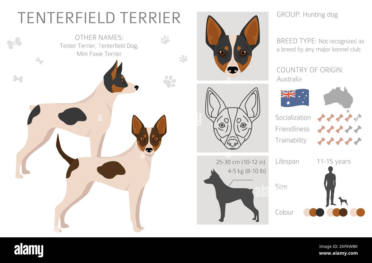 Are Tenterfield Terriers Good With Dogs