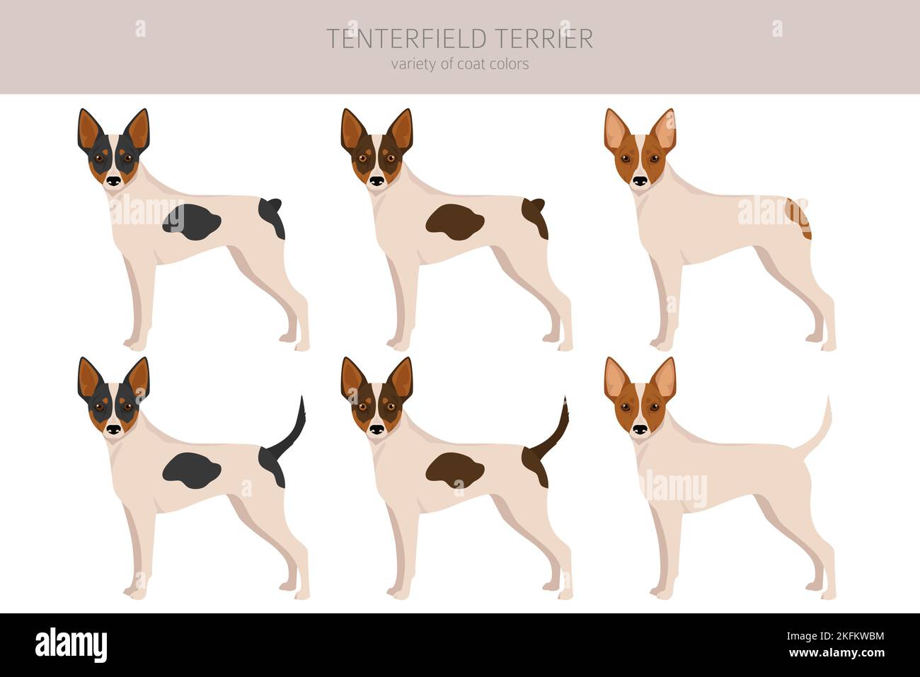 Tenterfield Terrier Clipart All Coat Colors Set All Dog Breeds Tenterfield Terrier Clipart All Coat Colors Set All Dog Breeds