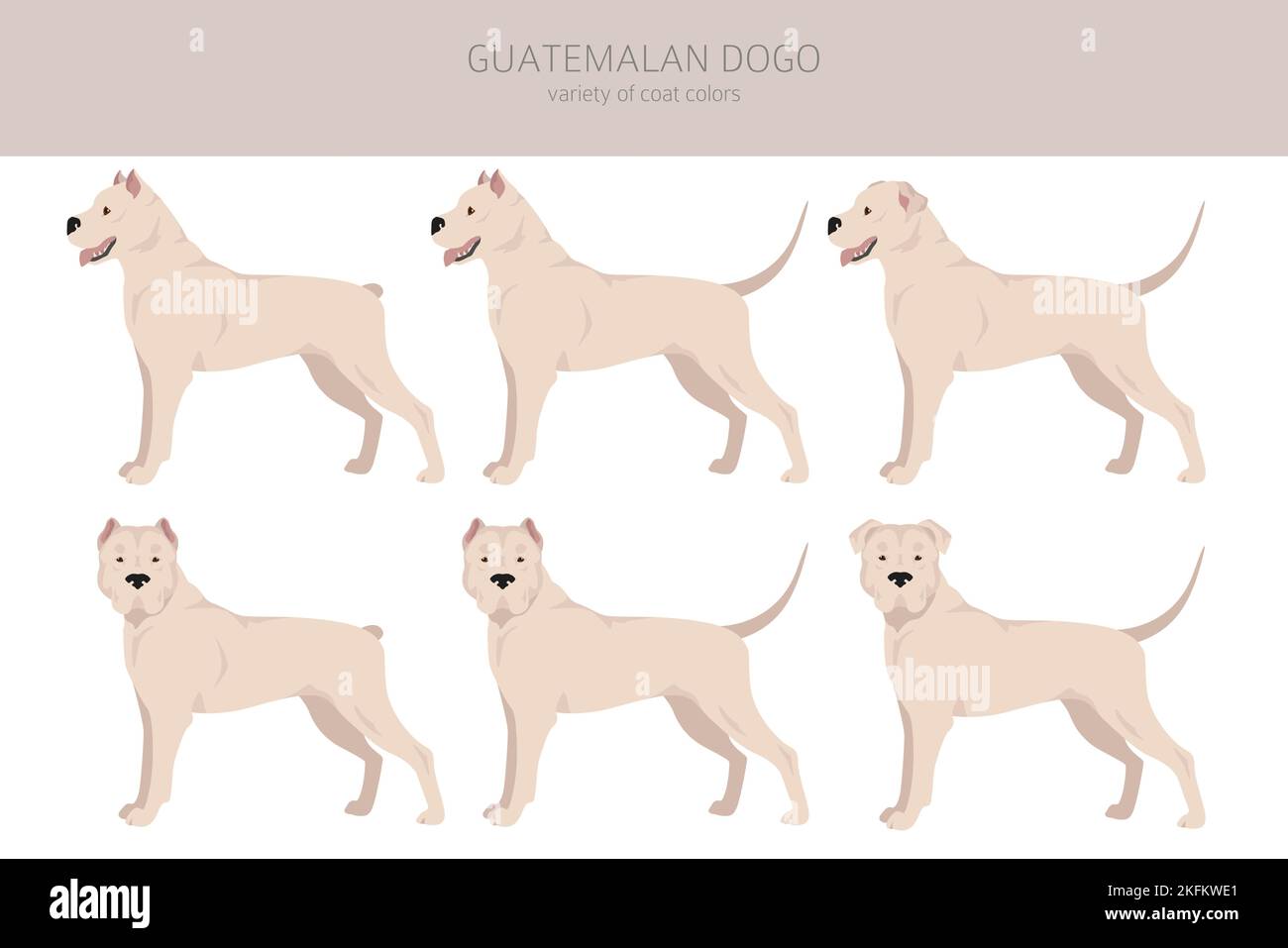 Guatemalan dogo clipart. Different coat colors set.  Vector illustration Stock Vector