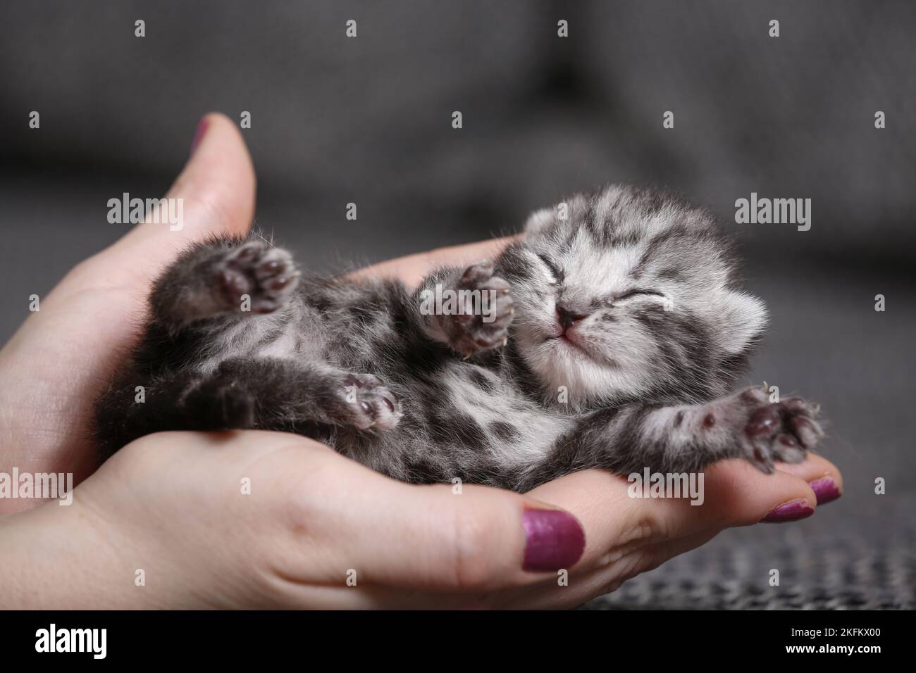 7 days old kitten Stock Photo