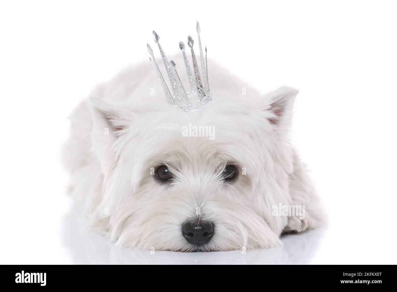 lying West Highland White Terrier Stock Photo