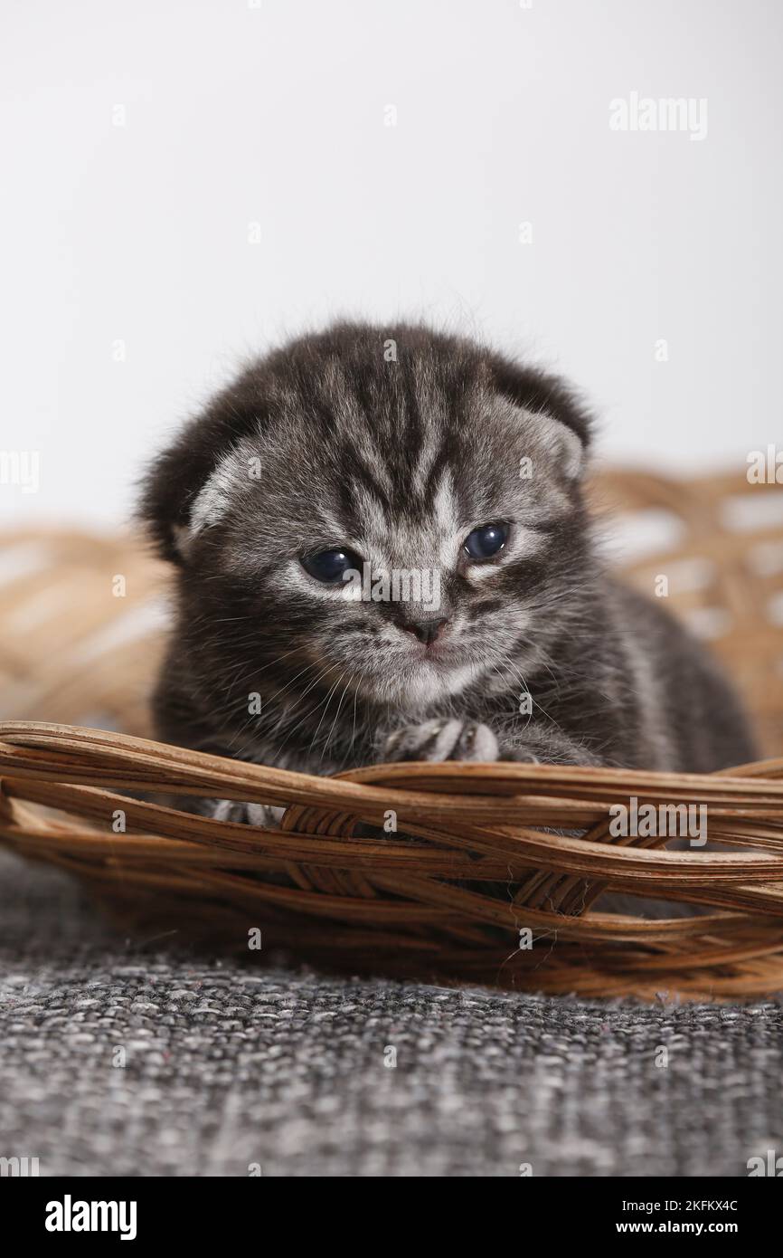 2 weeks old british shorthair kitten Stock Photo