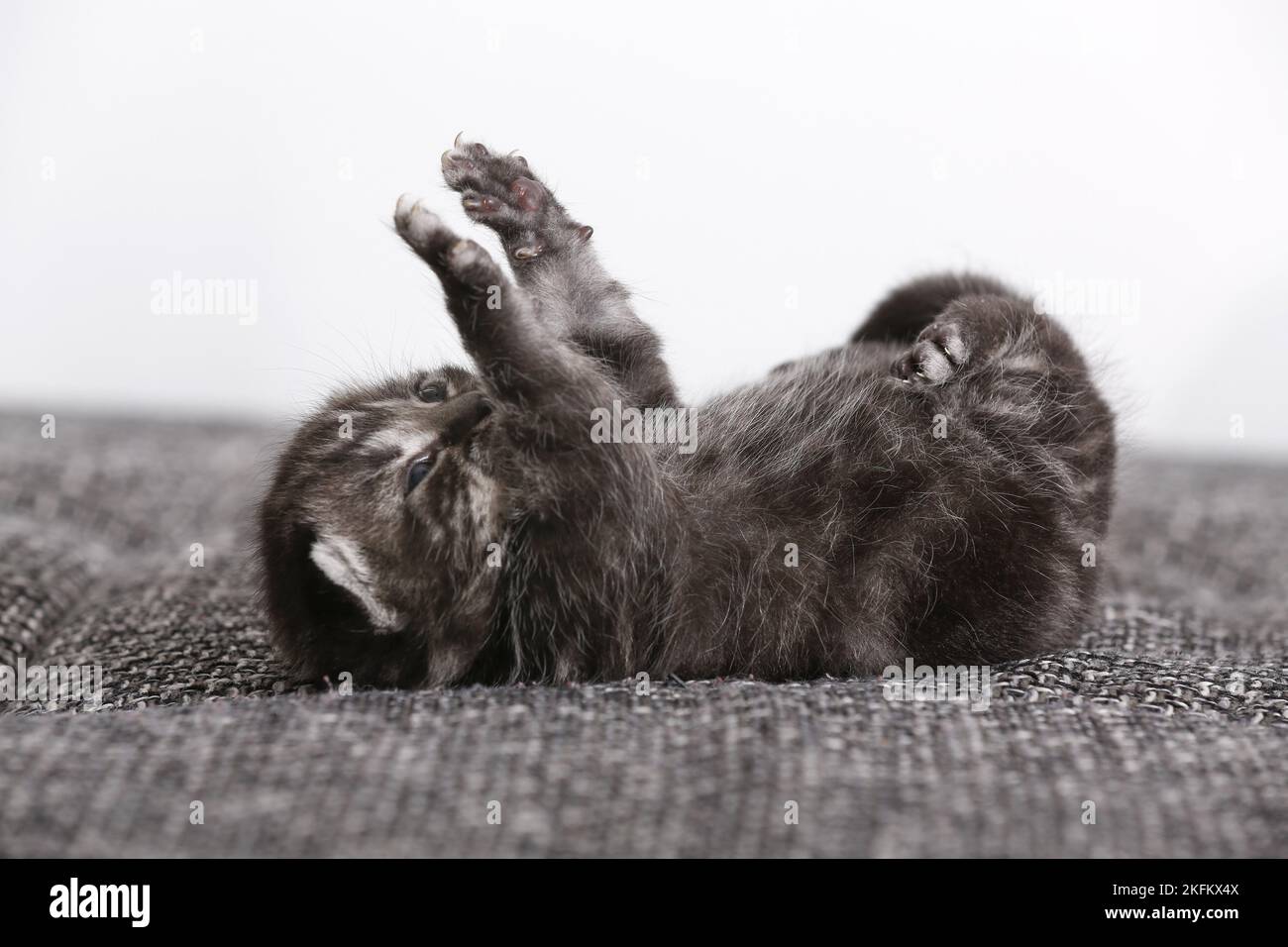 2 weeks old british shorthair kitten Stock Photo
