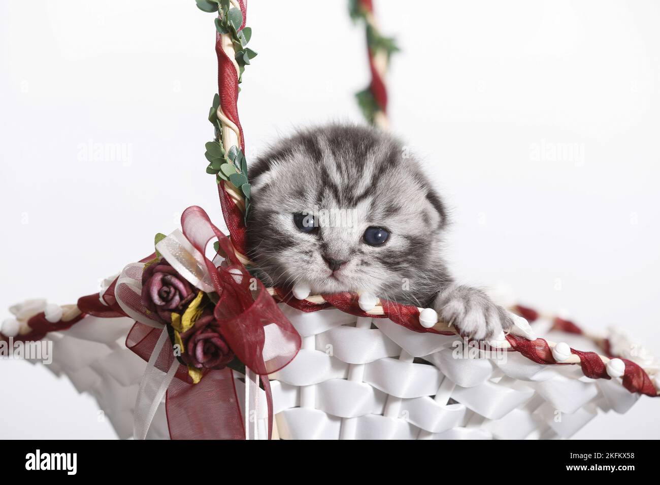 2 weeks old british shorthair kitten Stock Photo