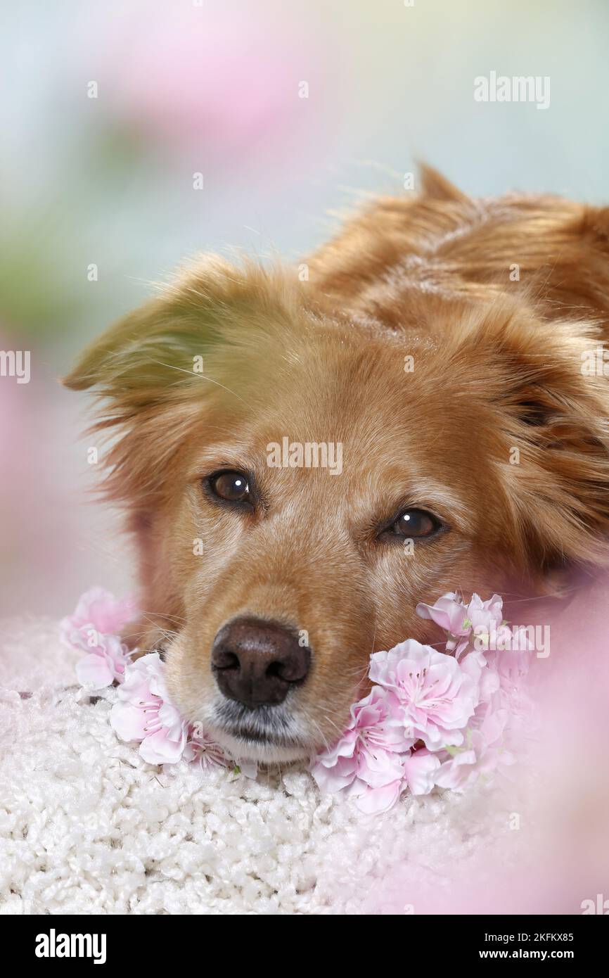 10 years old mongrel Stock Photo