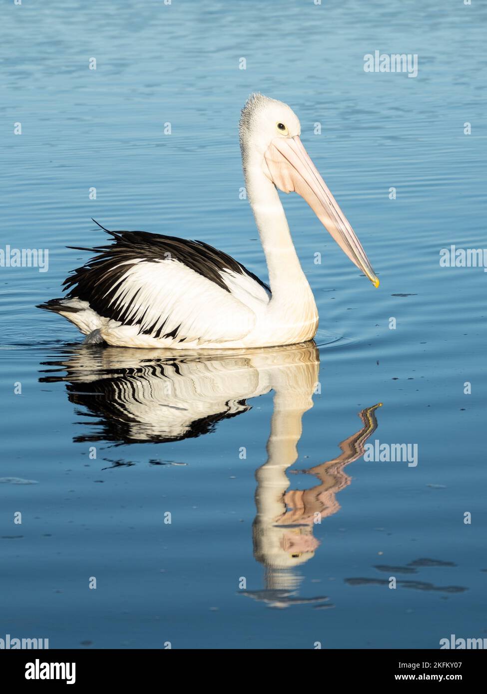 Pelican and his reflection Walpole, Western Australia Stock Photo