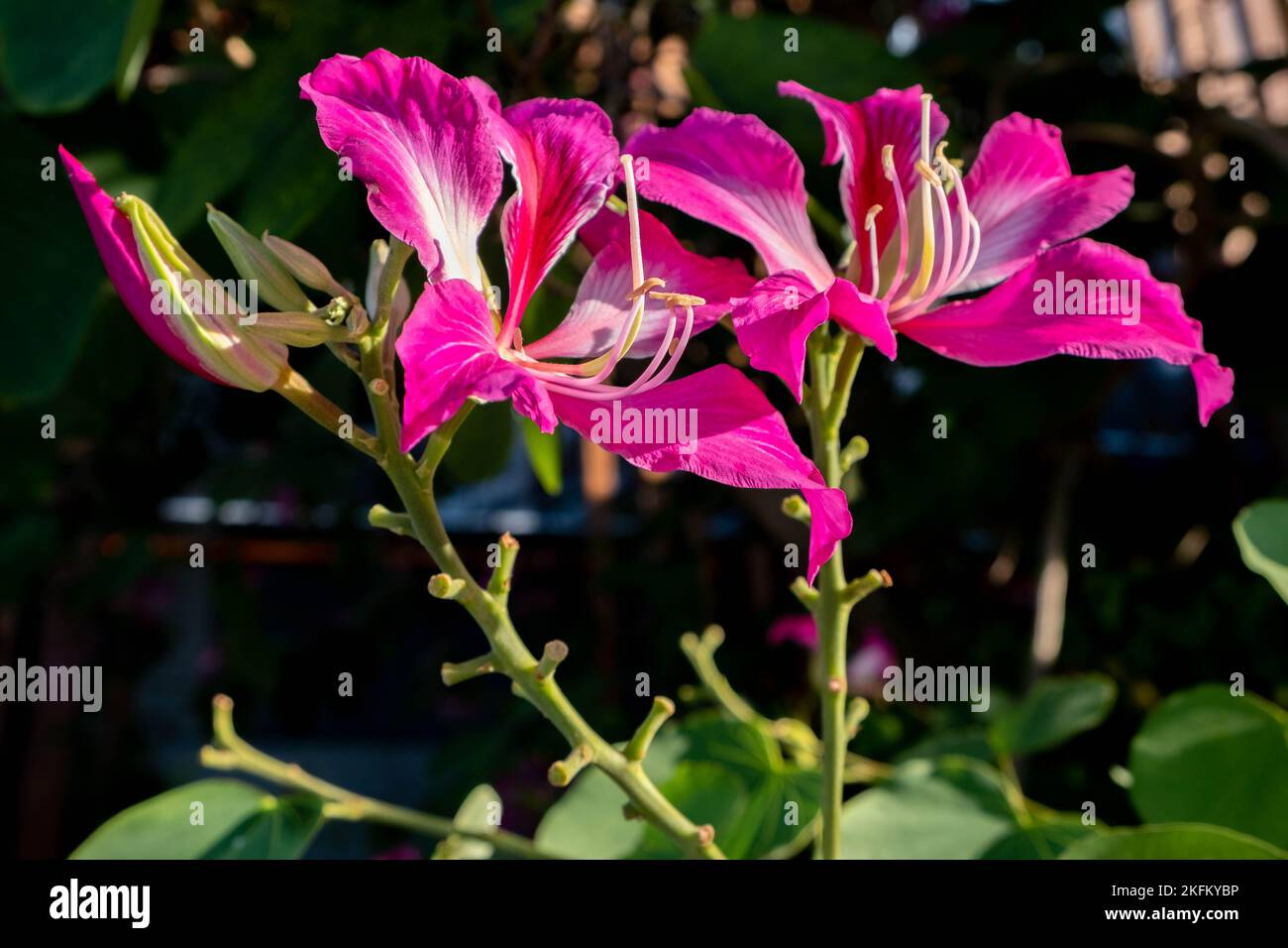Orchid tree blooming in a garden in Thailand Stock Photo