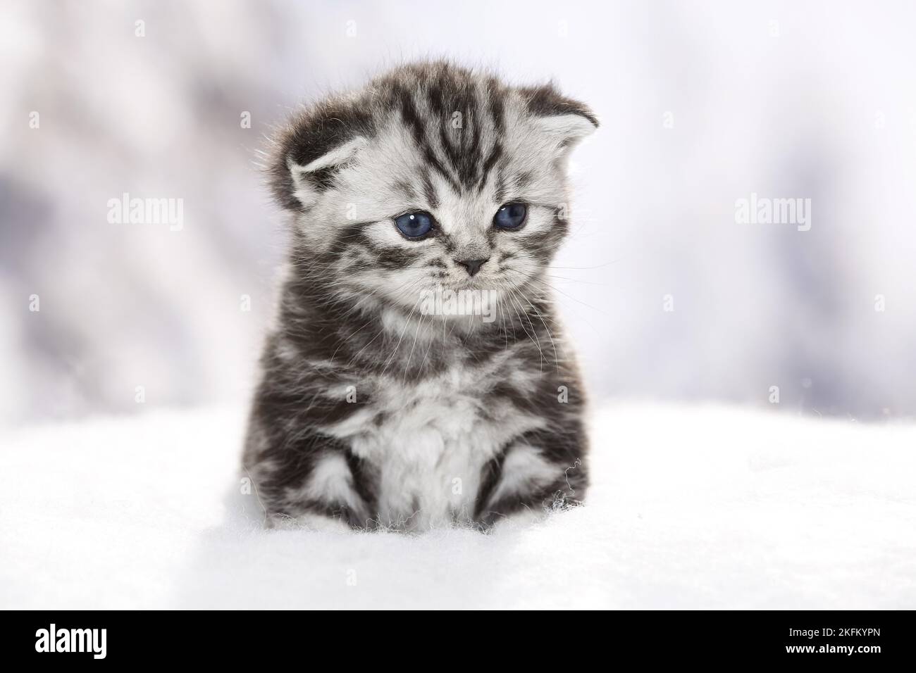 British Shorthair Kitten in winter Stock Photo Alamy