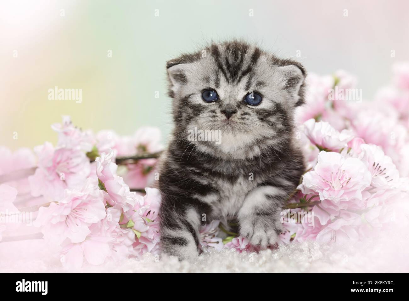 Spring Kitten Color British Shorthair Kitten in spring Stock Photo - Alamy