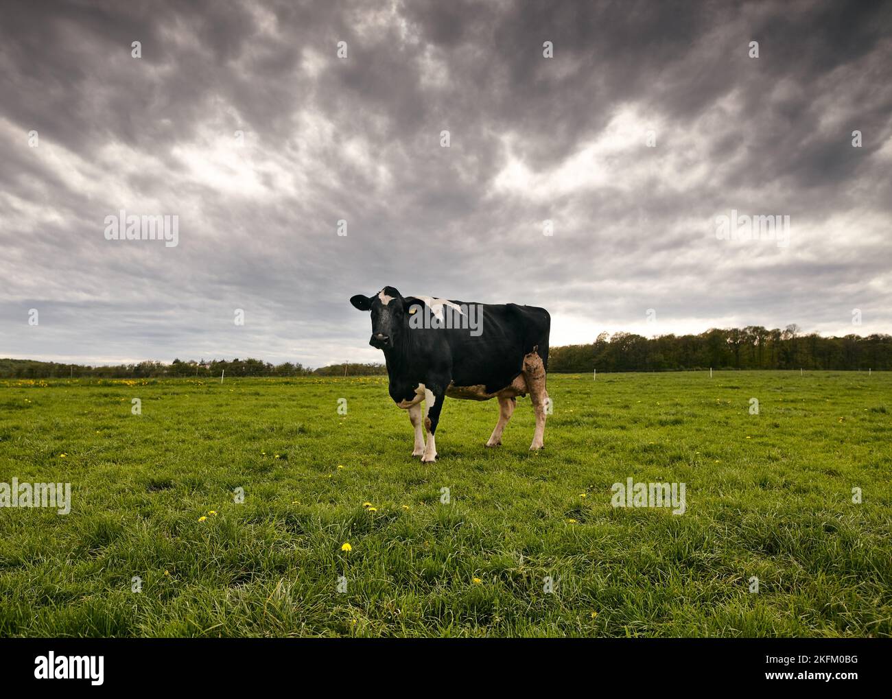 A black and white cow standing in greenery field Stock Photo - Alamy