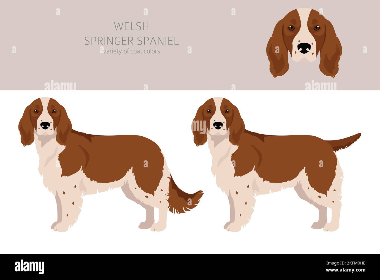 Welsh Springer spaniel clipart. Different poses, coat colors set