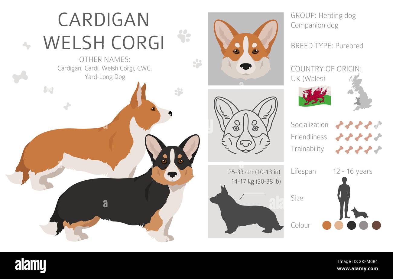 Welsh corgi cardigan clipart. Different poses, coat colors set.  Vector illustration Stock Vector