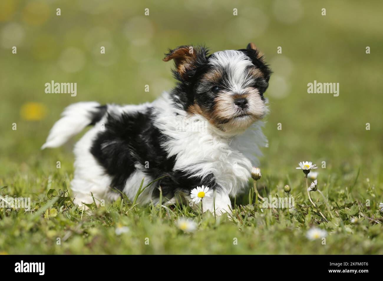 Biewer Yorkshire Terrier on meadow Stock Photo
