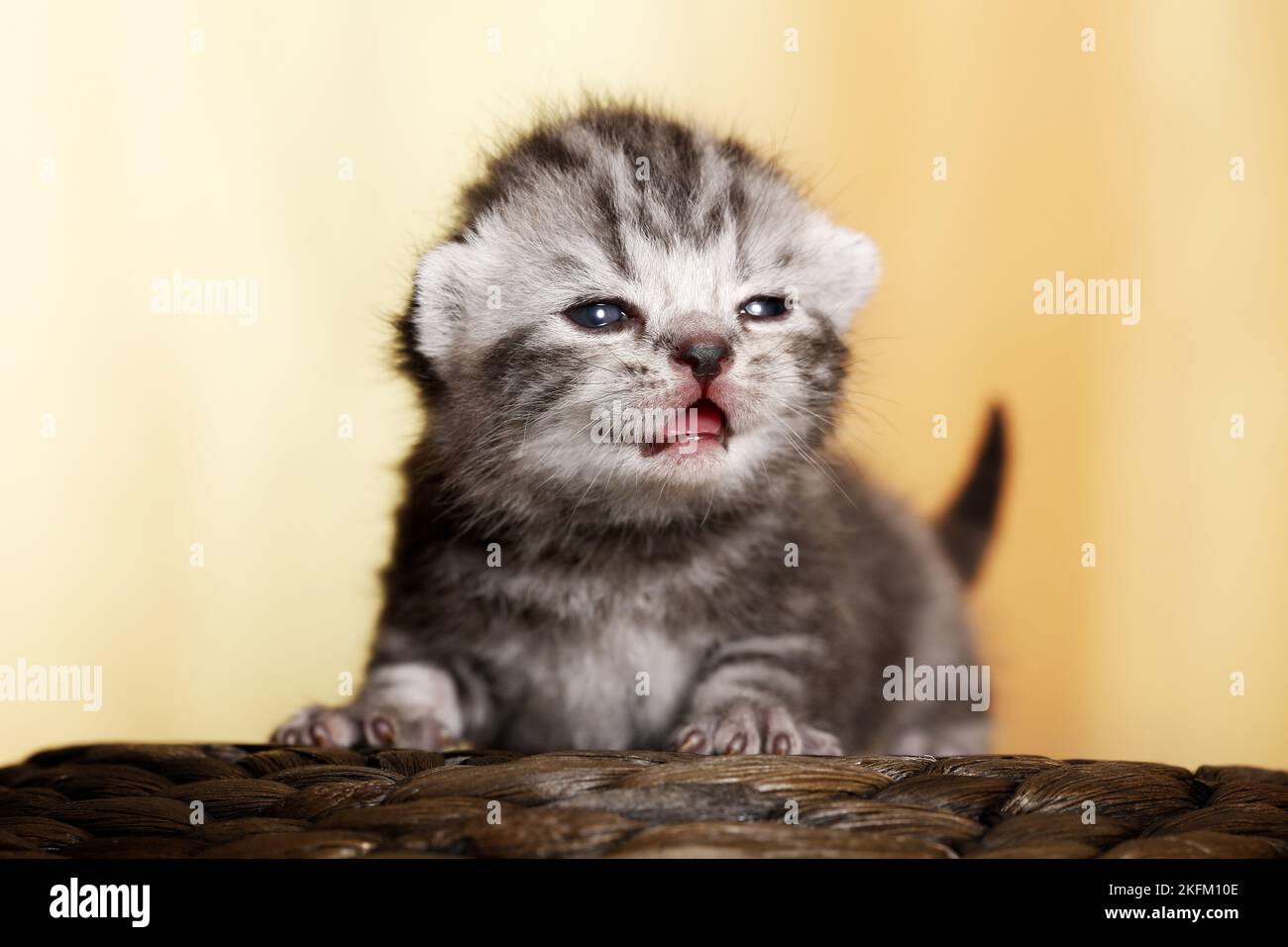 British Shorthait Kitten Stock Photo