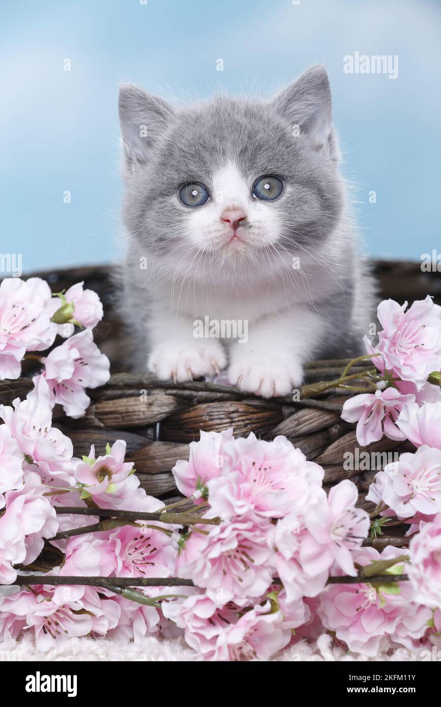 British Shorthair Kitten Stock Photo