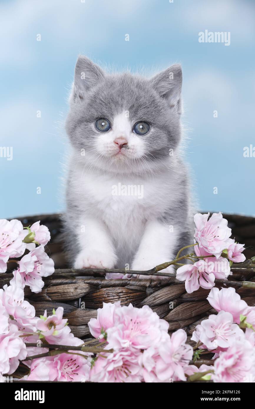 British Shorthair Kitten Stock Photo