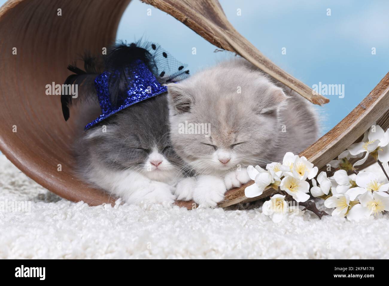 Highlander and British Shorthair Kitten Stock Photo