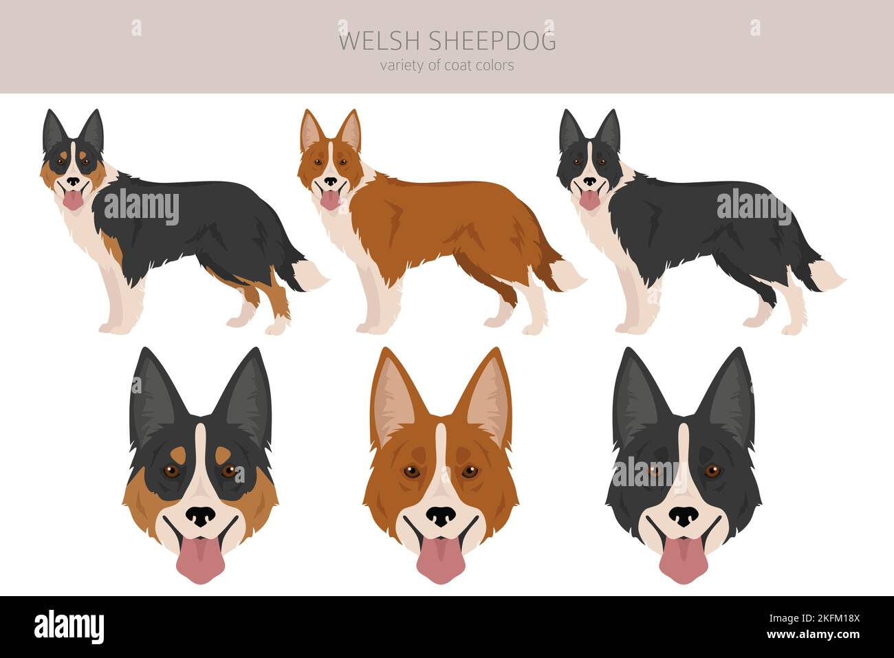 Welsh Sheepdog clipart. All coat colors set. All dog breeds