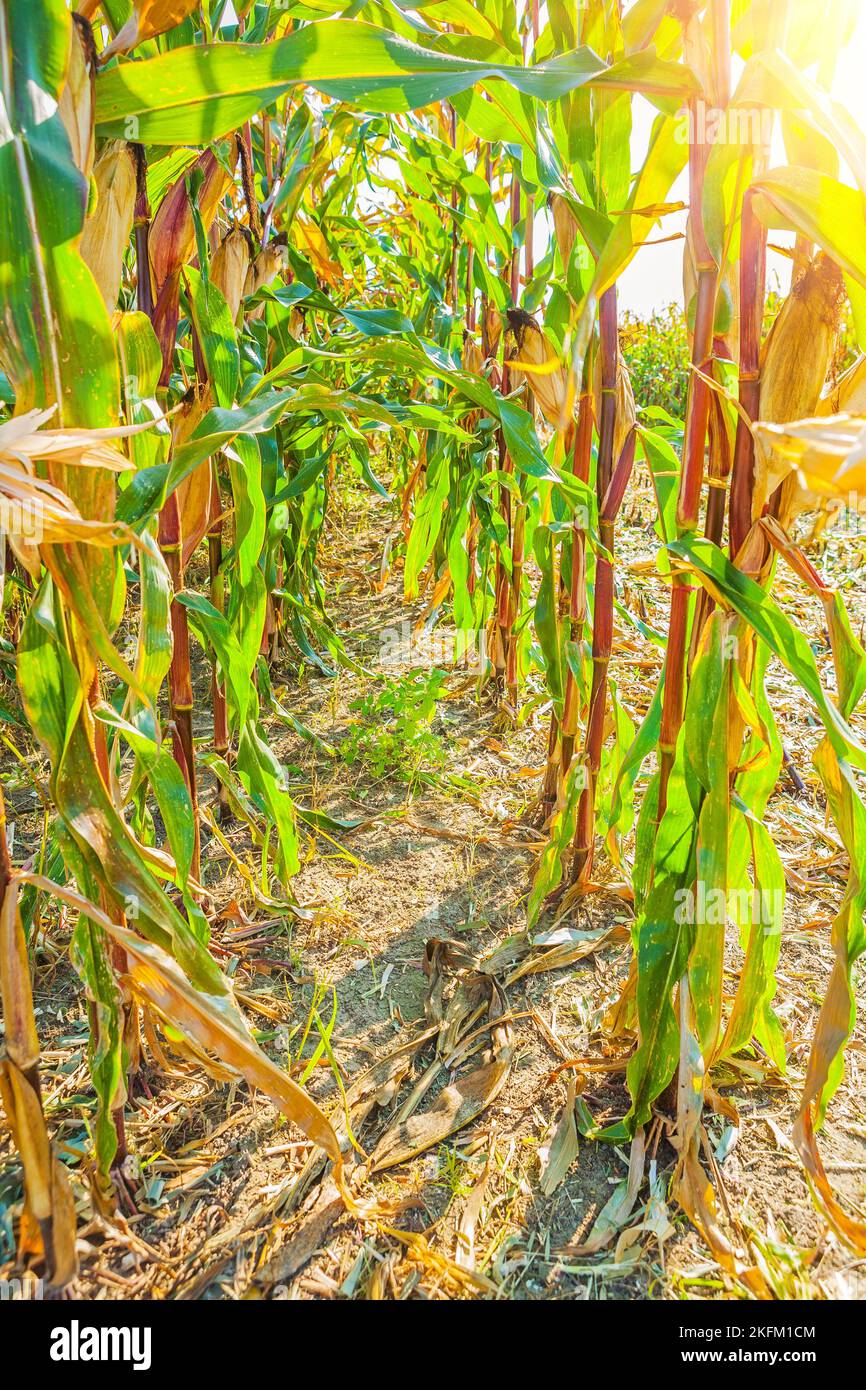 close up view through rows of ripe corn plants Stock Photo - Alamy
