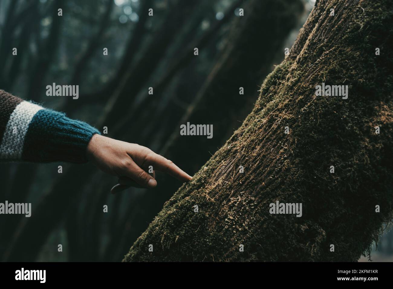 Close up of human man finger hand touching with care a green musk tree trunk in outdoor forest woods nature scenic place. People and nature respect lo Stock Photo