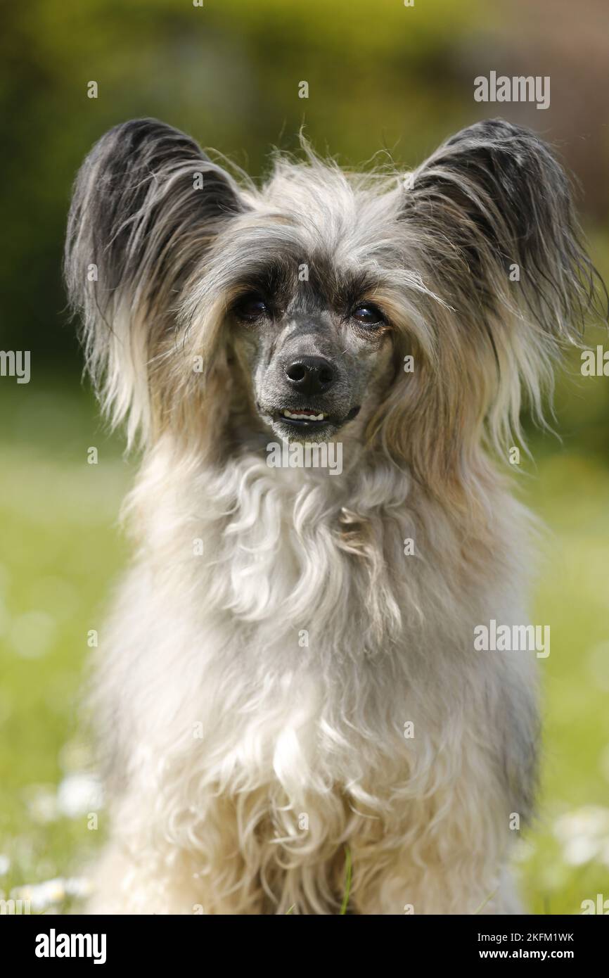 Chinese Crested Powderpuff Portrait Stock Photo Alamy