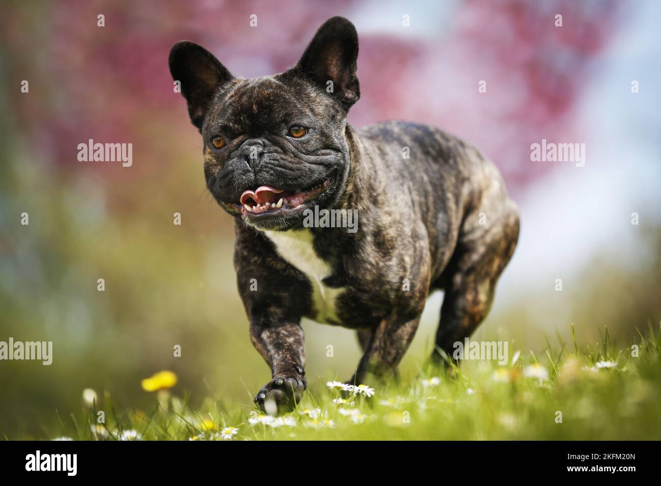 walking French Bulldog Stock Photo Alamy