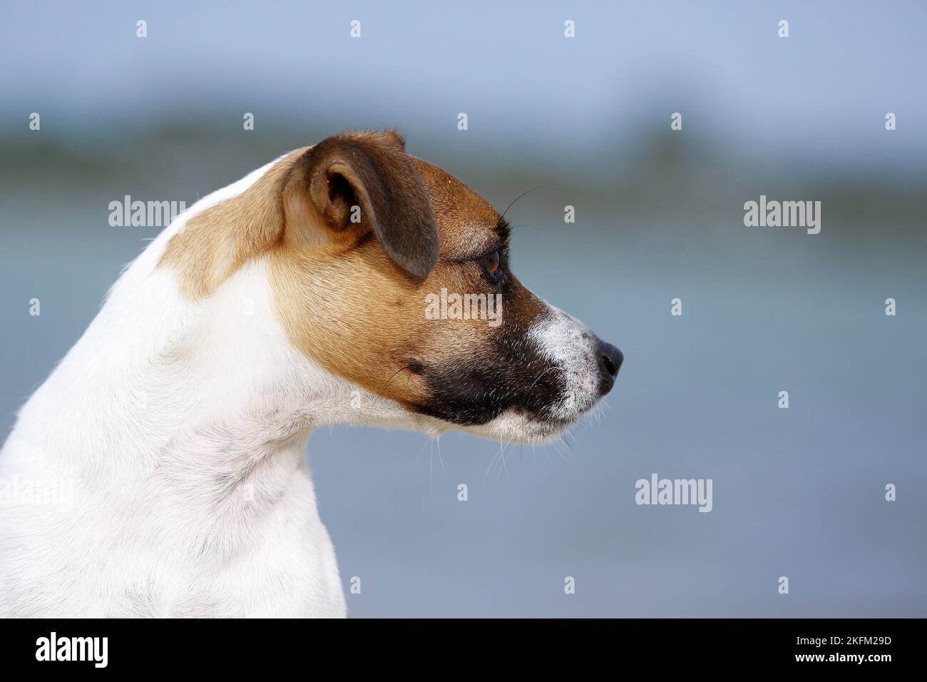 Parson Russell Terrier Portrait Stock Photo