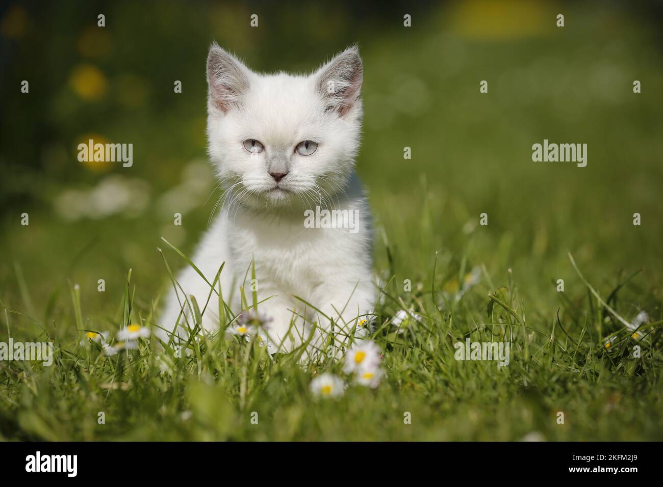 British Shorthair Kitten in the countryside Stock Photo Alamy