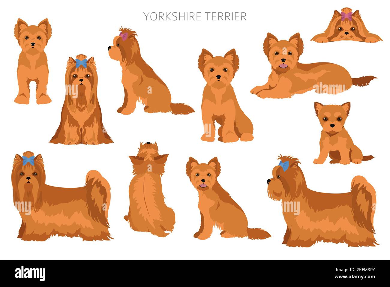 Yorkshire Terrier clipart. Different poses, coat colors set. Vector ...