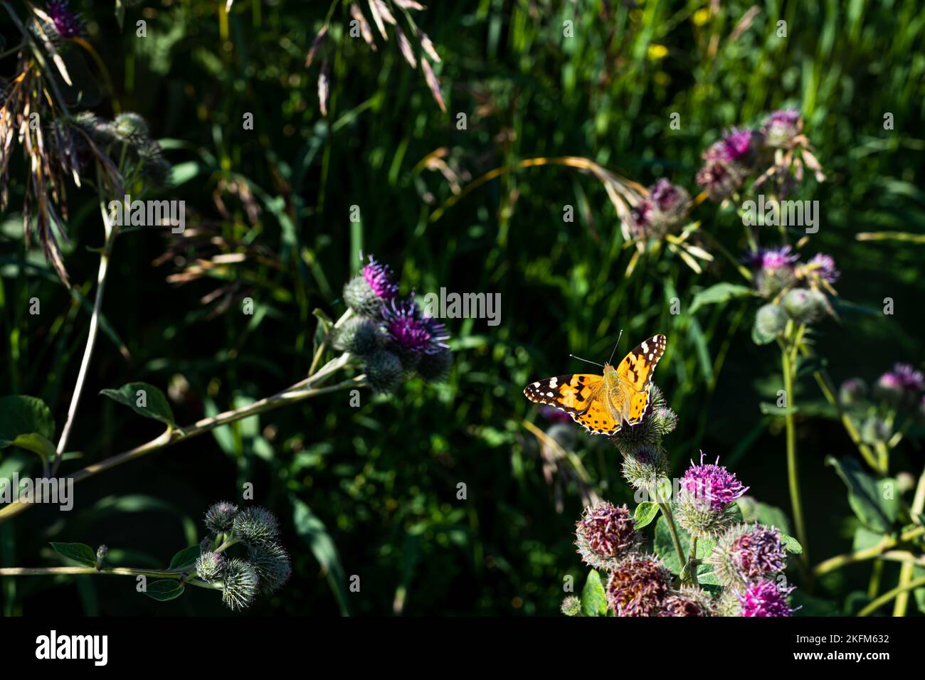 Butterfly on purple flowers in the sunlight, the butterfly opened its ...