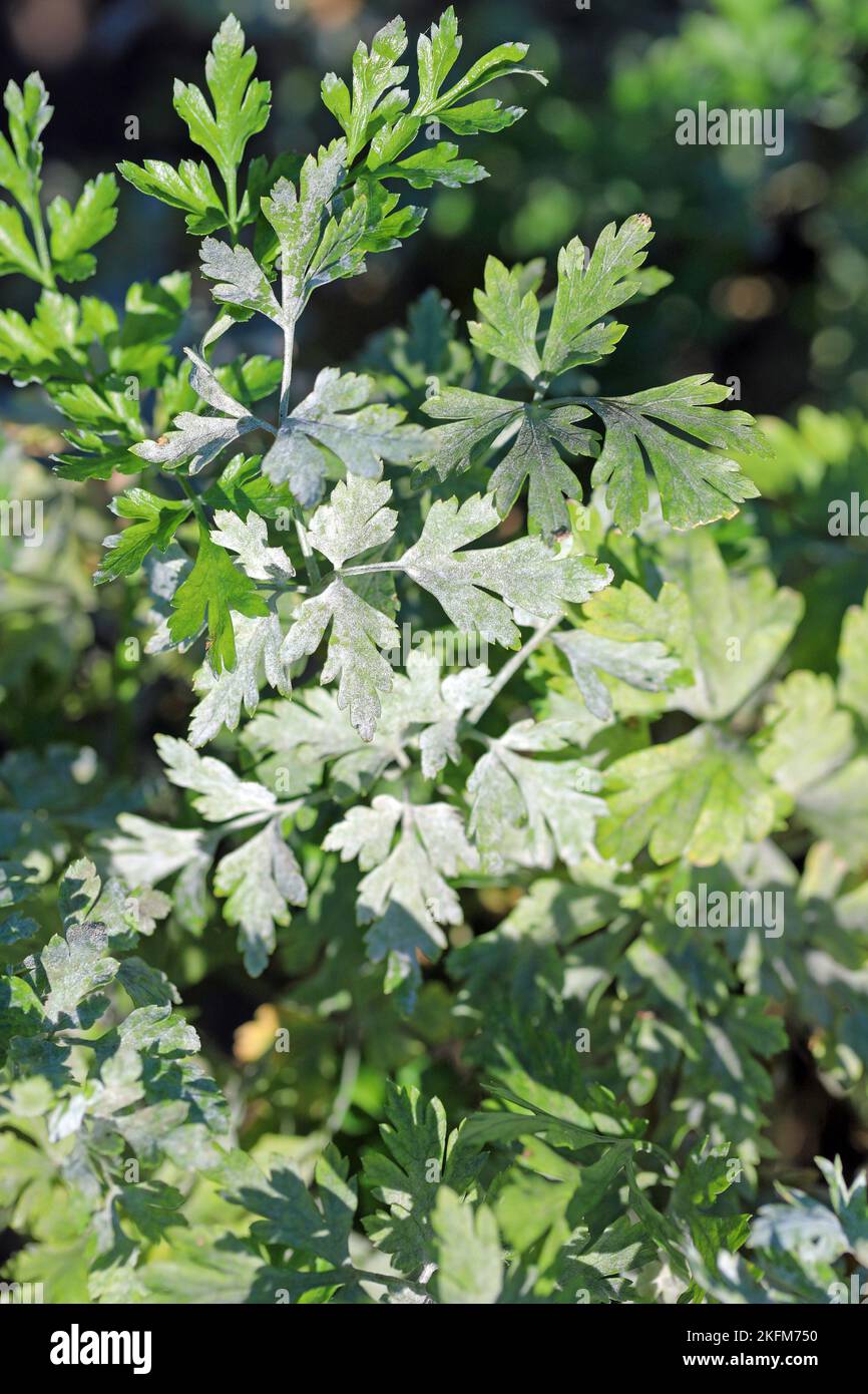 Powdery mildew on the parsley leaf. This is a dangerous plant disease that causes yield losses. Stock Photo
