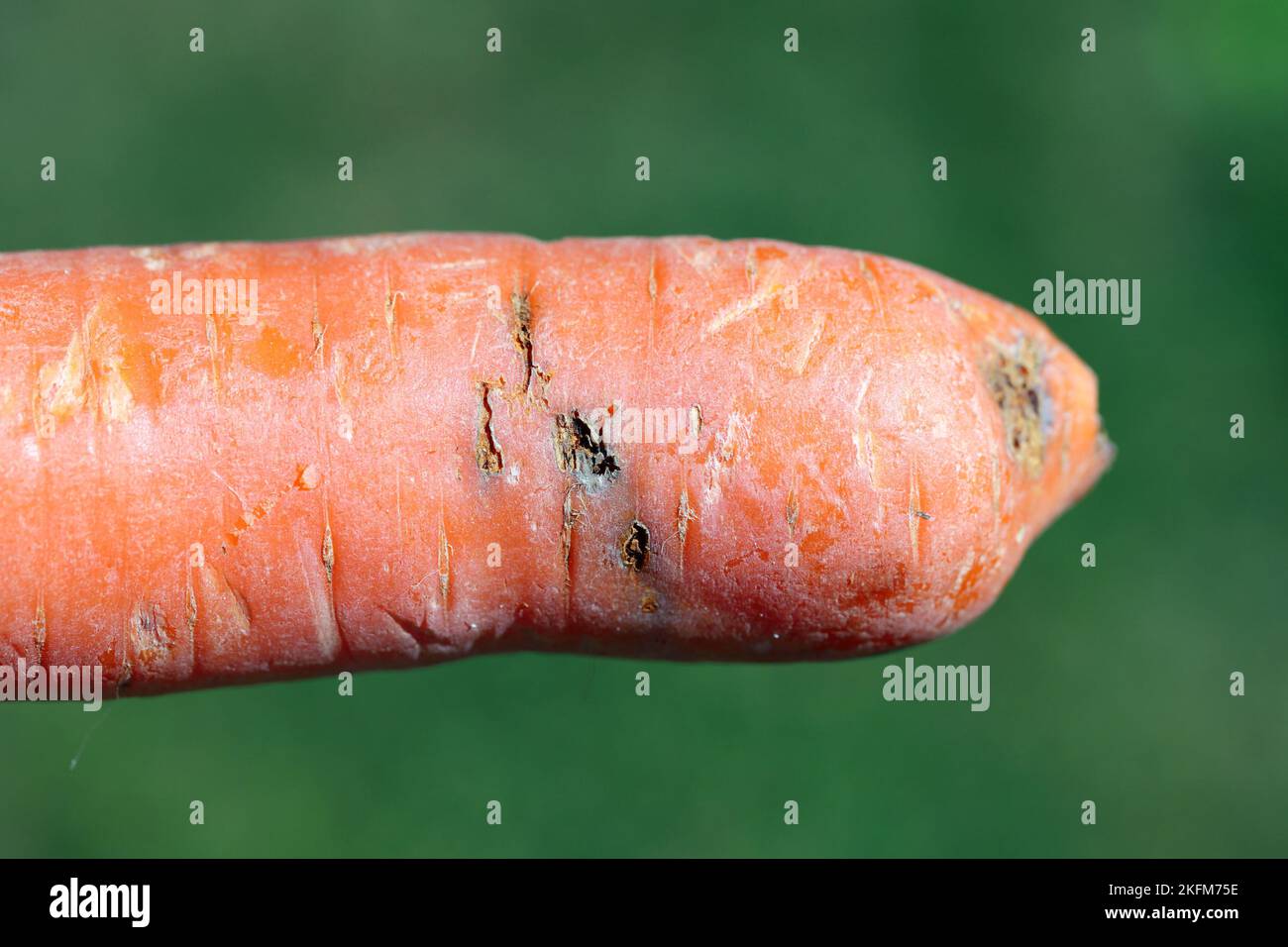 Damage to carrot is caused by the larva, maggot of a rust carrot fly