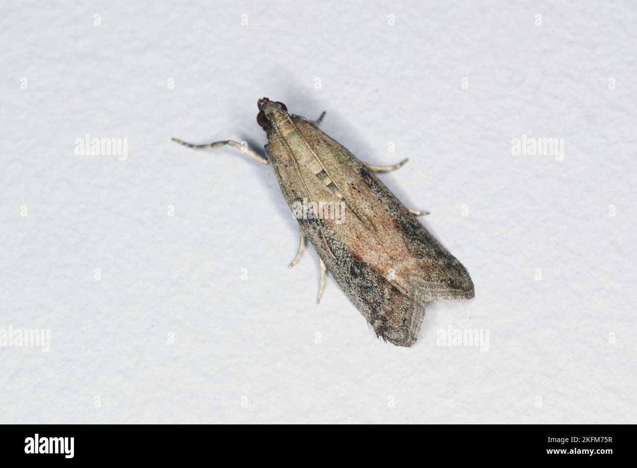 Detailed closeup of moth whose caterpillars eat food supplies, insect sitting on wall. Stock Photo