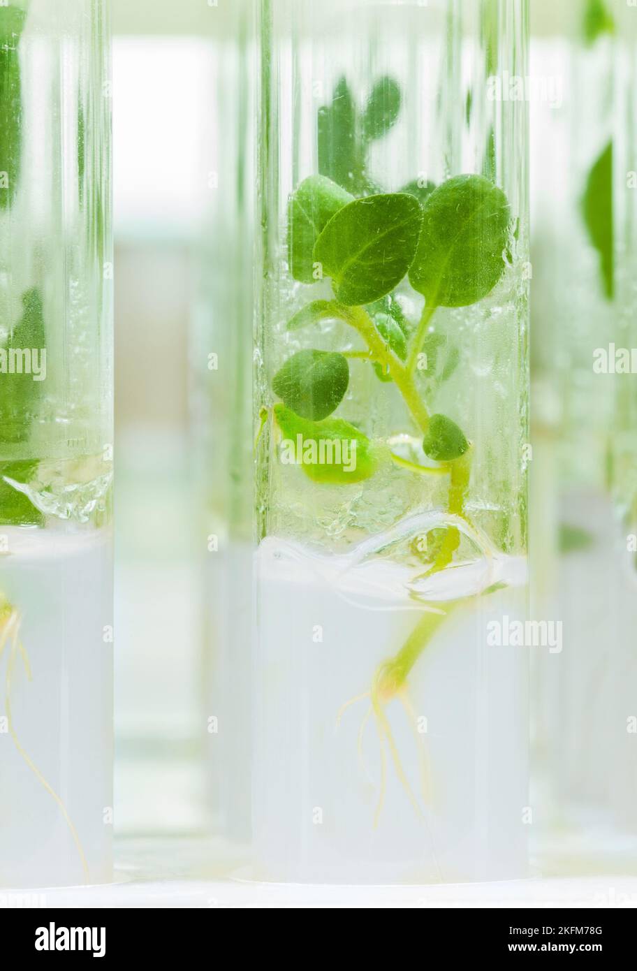 little plant of potato in lab tube Stock Photo - Alamy