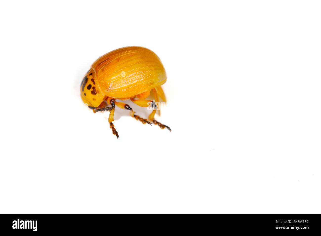 Potato Beetle or Colorado potato beetle (Leptinotarsa decemlineata