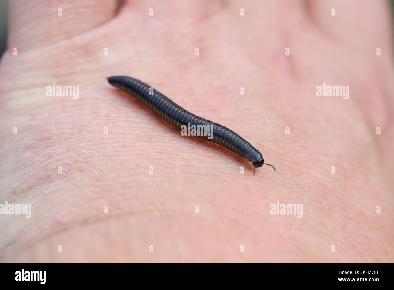 Ommatoiulus sabulosus, also known as the striped millipede, is a European millipede of the family Julidae. Stock Photo