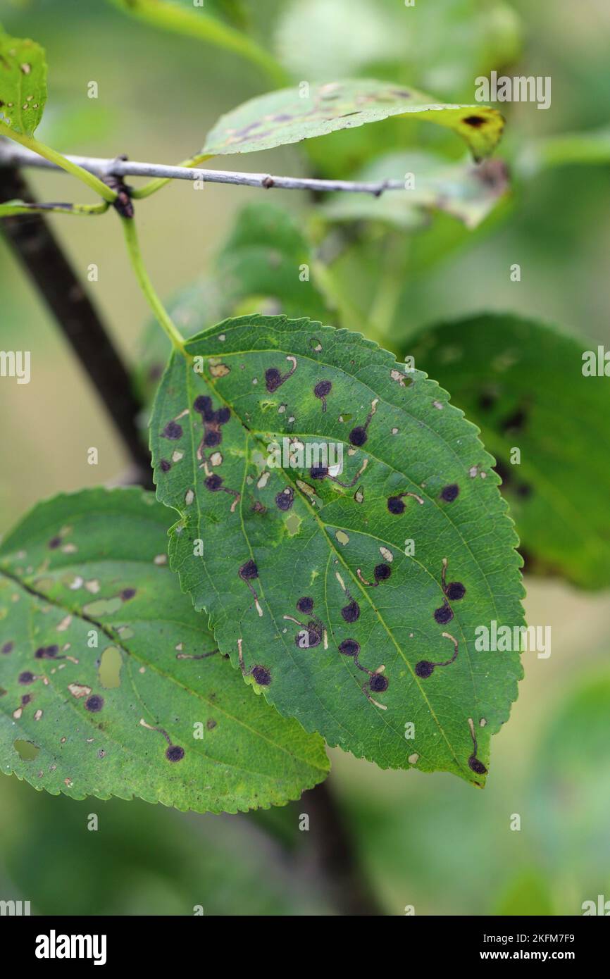 Leaf mining moth species hi-res stock photography and images - Alamy